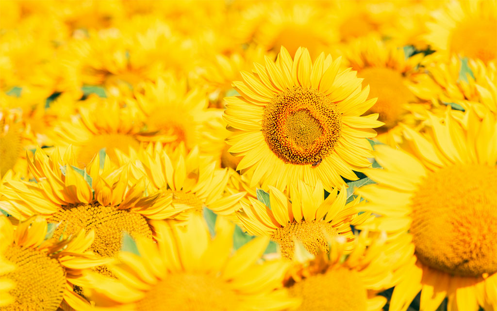 联安医疗商城平台重磅上线